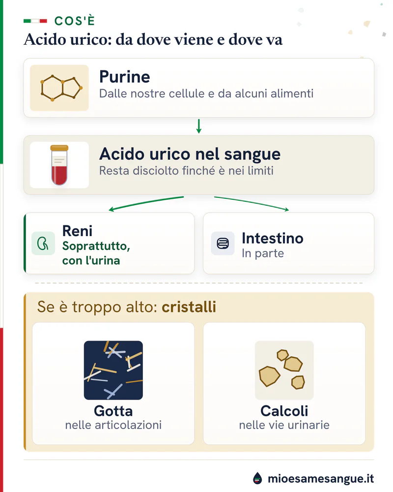 Percorso dell'acido urico: purine di cellule e cibo, sangue, reni e intestino, poi cristalli che danno gotta e calcoli