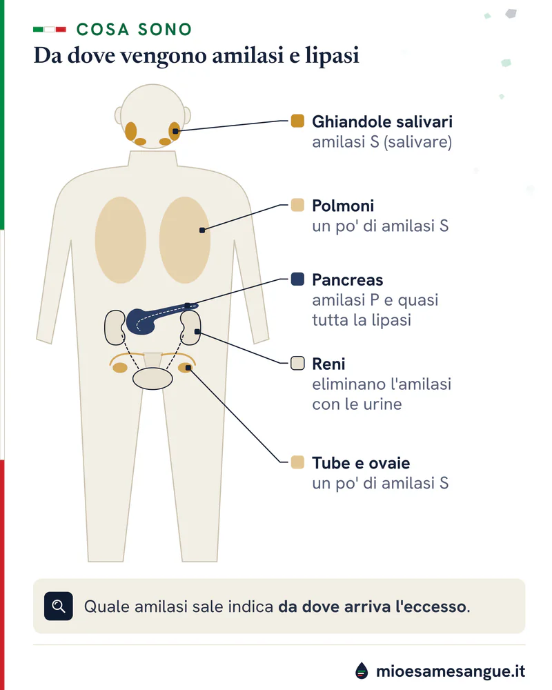 Sagoma del corpo con ghiandole salivari, polmoni, tube e ovaie che fanno amilasi S, pancreas con amilasi P e lipasi, reni