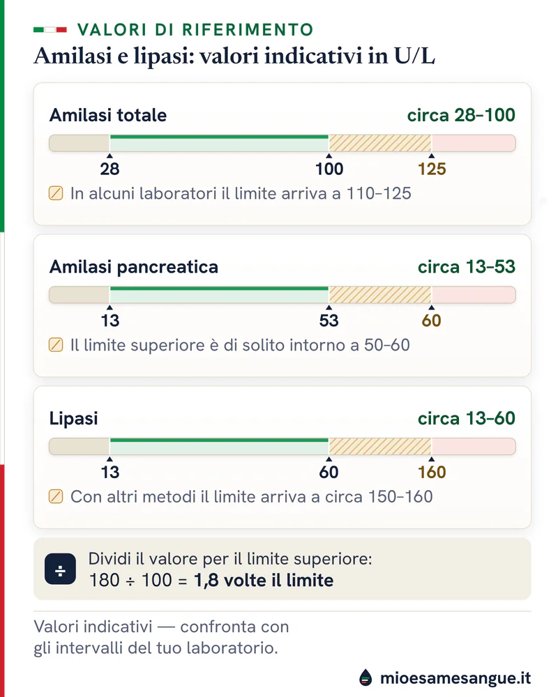 Tre barre in U/L: amilasi totale 28–100, amilasi pancreatica 13–53 e lipasi 13–60, con i limiti più alti di altri metodi