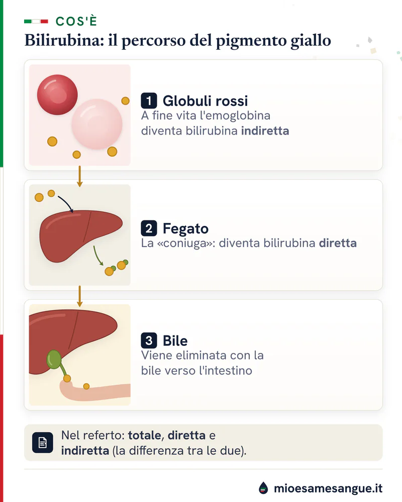 Tre riquadri: globuli rossi a fine vita, fegato che coniuga la bilirubina e colecisti con la bile verso l'intestino