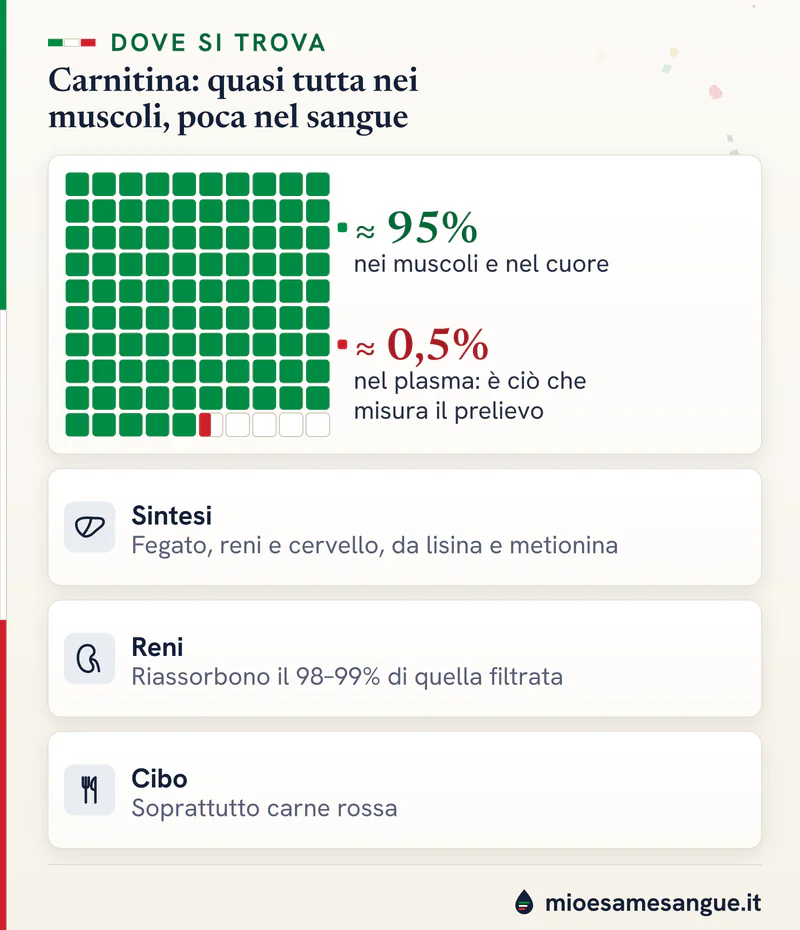Griglia di cento tessere con il 95% della carnitina nei muscoli e nel cuore e mezza tessera rossa per lo 0,5% nel plasma