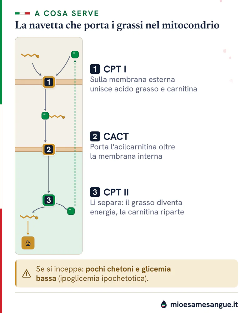 Sezione del mitocondrio: carnitina e acido grasso uniti da CPT I, portati da CACT e separati da CPT II per l'energia
