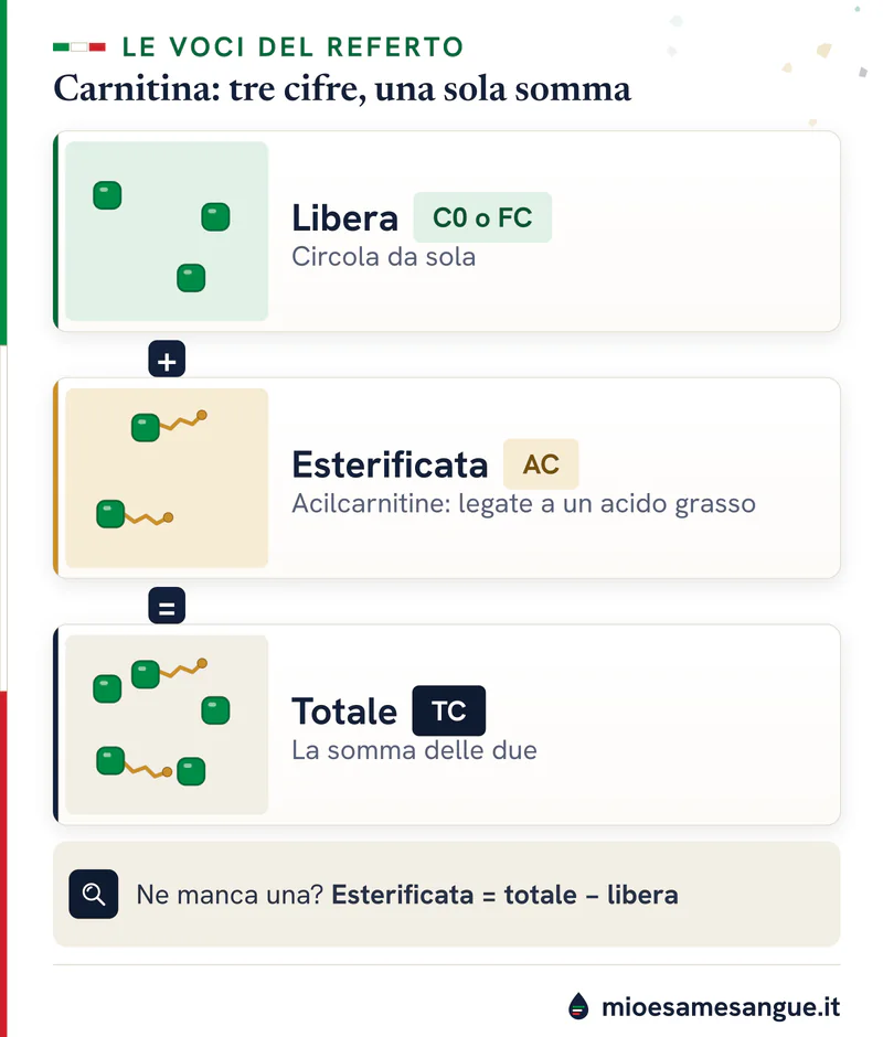 Perle verdi di carnitina libera, perle con catena ocra delle acilcarnitine e la loro somma nella carnitina totale (TC)