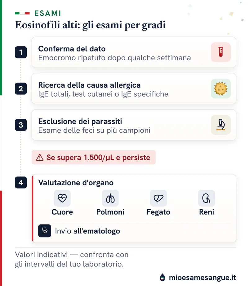 Percorso numerato sugli eosinofili alti: emocromo, IgE, feci e, oltre 1.500/µL, cuore, polmoni, fegato, reni ed ematologo