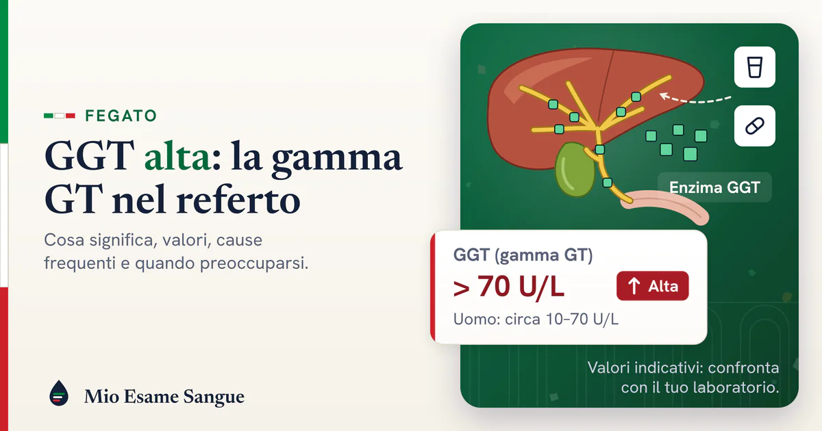Fegato con cistifellea e vie biliari gialle, enzima GGT lungo i dotti, alcol e farmaci, e scheda della gamma GT alta
