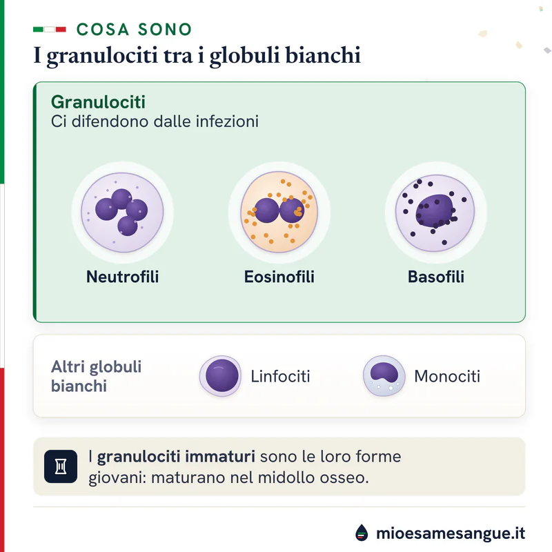 Granulociti neutrofilo, eosinofilo e basofilo in un riquadro verde, accanto a linfocita e monocita, altri globuli bianchi