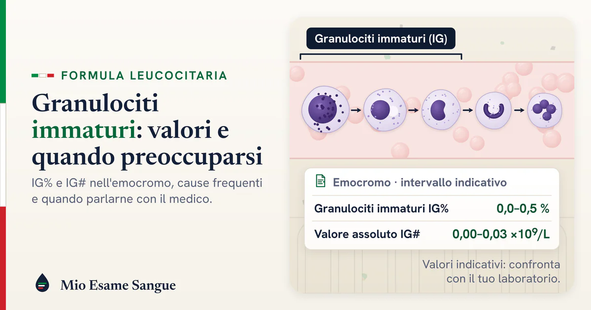 Granulociti immaturi (IG) nell'emocromo: valori normali Catena di granulociti immaturi dal promielocita al neutrofilo e righe IG% 0,0–0,5 % e IG# del referto