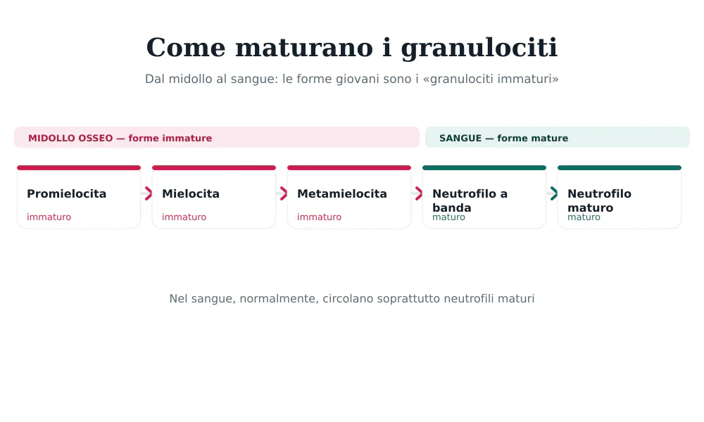 Catena di maturazione dei granulociti: promielocita, mielocita, metamielocita (immaturi) fino al neutrofilo a banda e maturo nel sangue