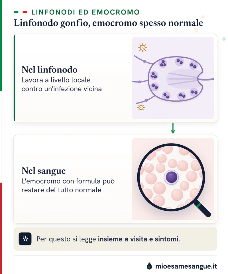 Linfonodo in sezione con follicoli di linfociti e virus in arrivo e, sotto, striscio di sangue normale visto alla lente