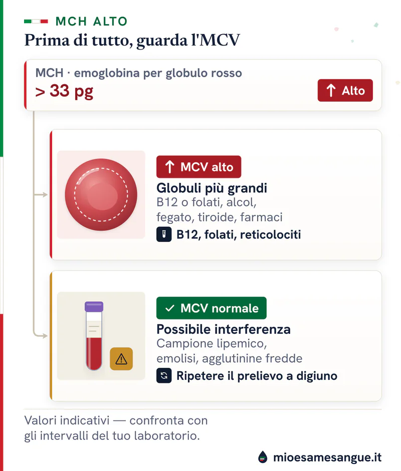 Scheda MCH oltre 33 pg divisa in due rami: con MCV alto globuli più grandi, con MCV normale un'interferenza nel campione