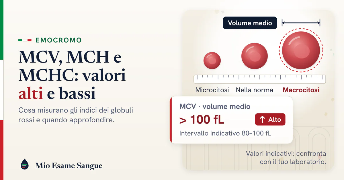 Tre globuli rossi in scala, piccolo, normale e grande, su un righello e scheda MCV oltre 100 fL segnata come alta