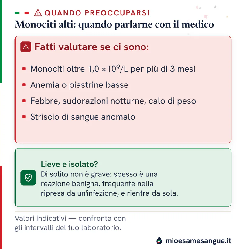Riquadro rosso con i segnali dei monociti alti da valutare e pannello verde per il rialzo lieve e isolato, spesso benigno