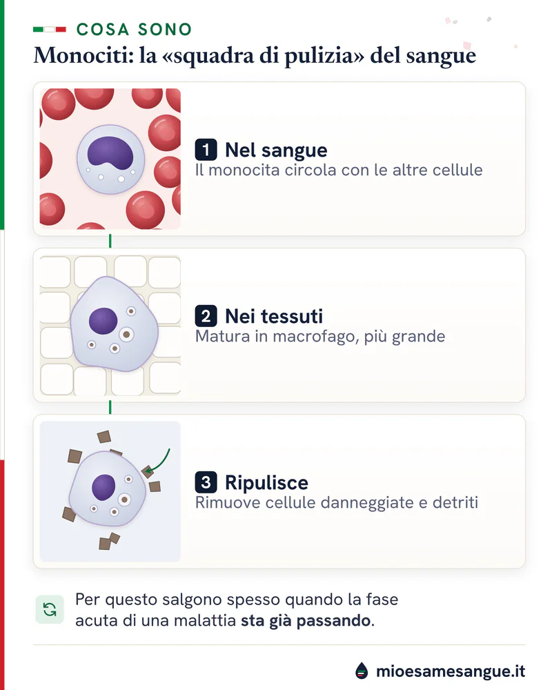 Tre riquadri: monocita nel sangue tra globuli rossi, macrofago nei tessuti e macrofago che ripulisce i detriti