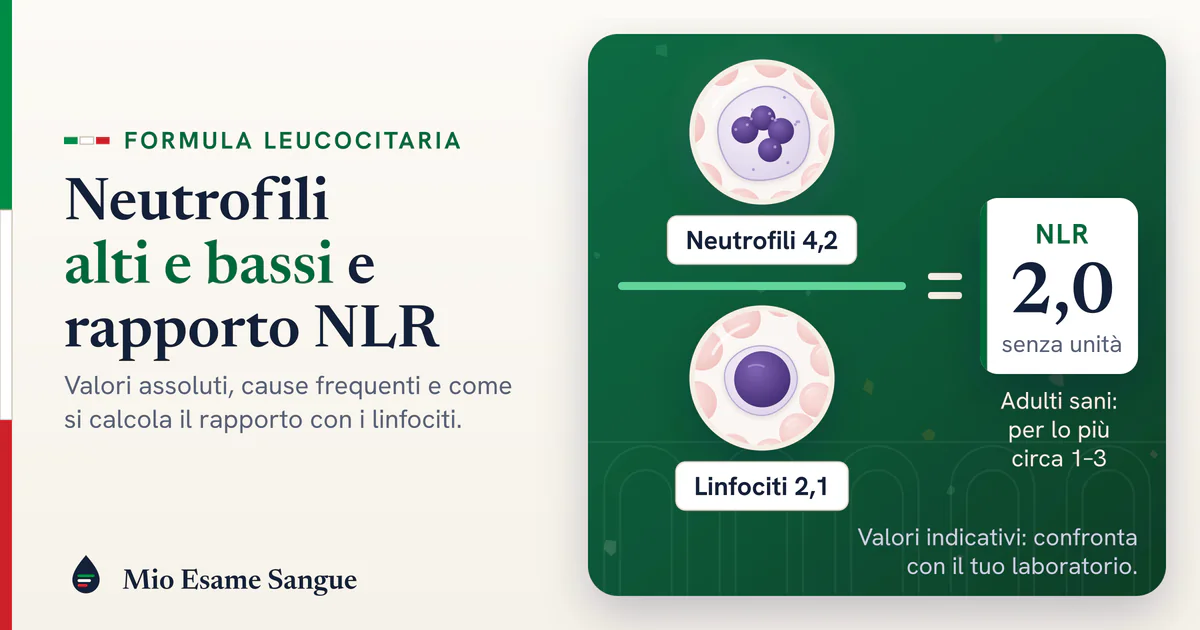 Neutrofili alti e bassi e rapporto neutrofili/linfociti (NLR) Neutrofilo e linfocita sotto due lenti divise da una linea di frazione: neutrofili 4,2 su linfociti 2,1, NLR 2,0