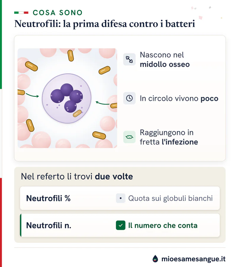 Cellula dal nucleo a lobi circondata da batteri a bastoncino e le due righe del referto dei neutrofili, in % e in numero