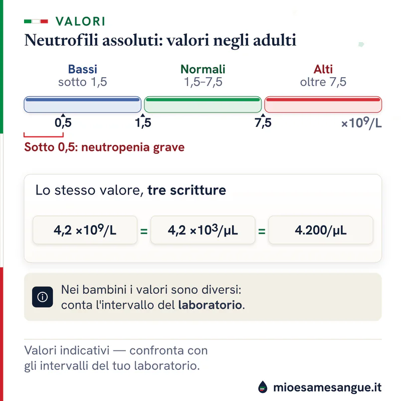 Barra dei neutrofili con bassi sotto 1,5, normali 1,5–7,5 e alti oltre 7,5 ×10⁹/L, e 4,2 ×10⁹/L scritto in tre unità