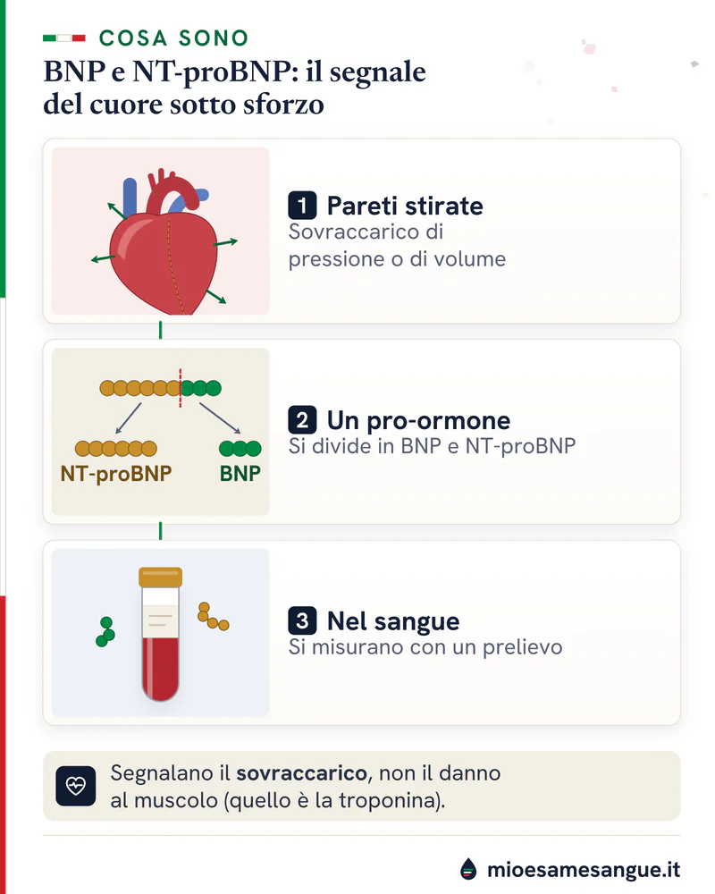 Tre riquadri: cuore con pareti stirate, pro-ormone diviso in BNP e NT-proBNP, provetta di sangue per il dosaggio