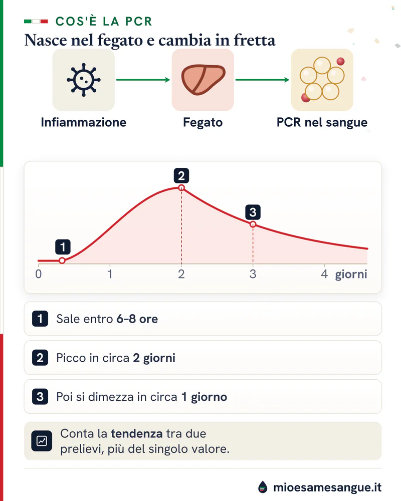 Percorso infiammazione, fegato e PCR nel sangue, e curva della PCR che sale entro 6–8 ore con picco in circa 2 giorni