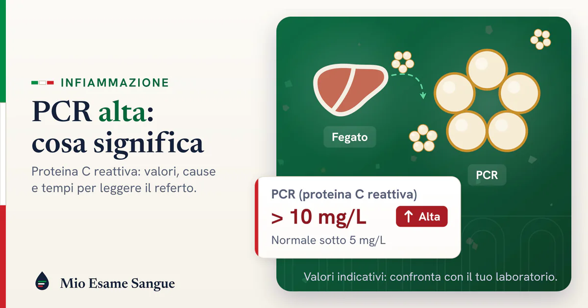 PCR alta: la proteina C reattiva che segnala l'infiammazione Fegato che libera molecole di PCR ad anello e scheda della proteina C reattiva oltre 10 mg/L segnata alta