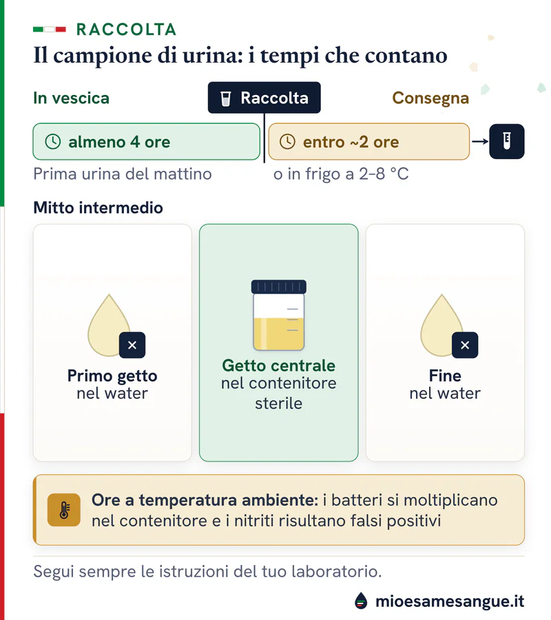 Linea del tempo della raccolta delle urine: prima urina del mattino, mitto intermedio nel contenitore, consegna entro 2 ore