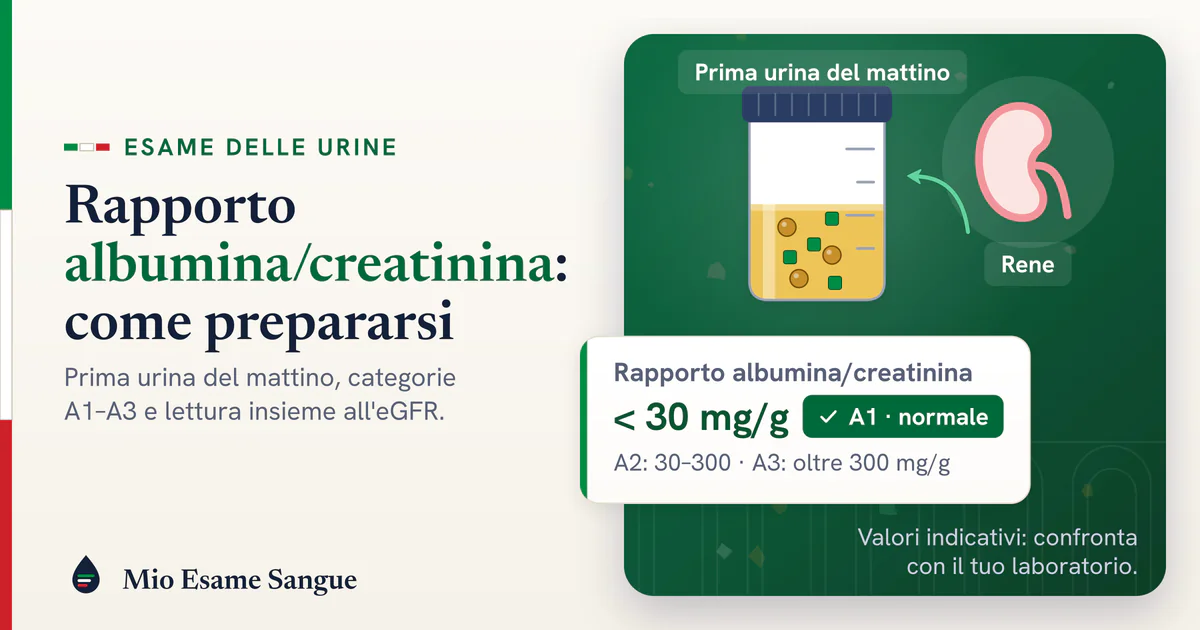 Rene stilizzato collegato a un contenitore sterile di urina e scheda del rapporto albumina/creatinina sotto 30 mg/g