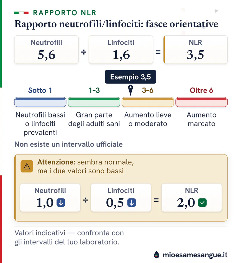Barra del rapporto neutrofili/linfociti in quattro fasce con l'esempio 5,6 ÷ 1,6 = 3,5 e il caso 1,0 ÷ 0,5 con valori bassi