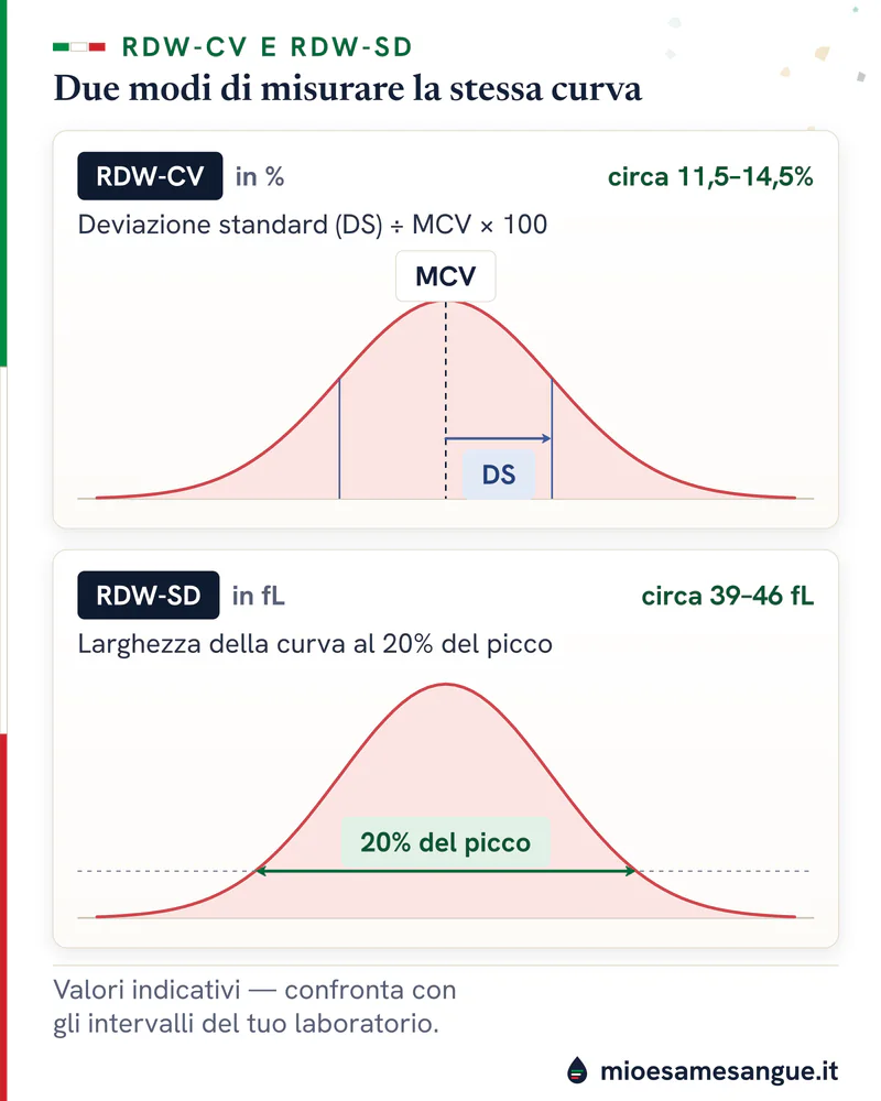 Stessa curva dei volumi misurata due volte: RDW-CV come deviazione standard su MCV in % e RDW-SD al 20% del picco in fL