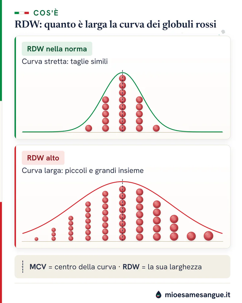 Due istogrammi di globuli rossi: curva stretta di cellule simili con RDW nella norma e larga di taglie miste con RDW alto