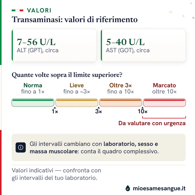 Tessere dei valori indicativi delle transaminasi, ALT 7–56 e AST 5–40 U/L, e barra degli aumenti da lieve a oltre 10 volte