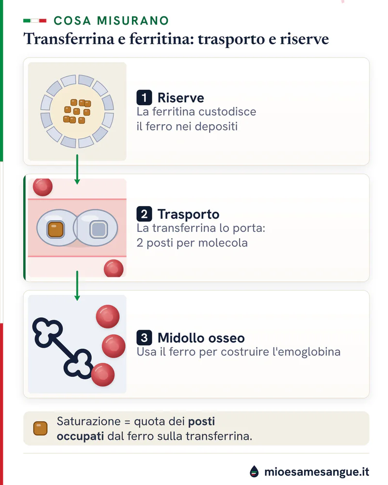 Tre riquadri: ferritina con il ferro in deposito, transferrina con due posti per il ferro e midollo osseo con globuli rossi
