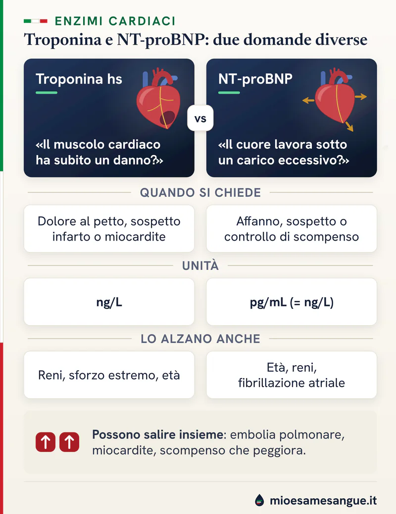 Troponina hs e NT-proBNP in due colonne: la domanda di ciascun esame, quando si chiede, unità e cosa lo alza anche