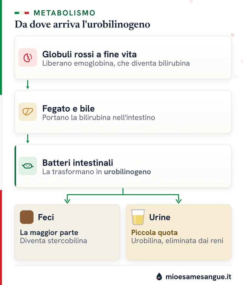 Percorso verticale dell'urobilinogeno: globuli rossi, fegato e bile, batteri intestinali, poi feci marroni e urine gialle