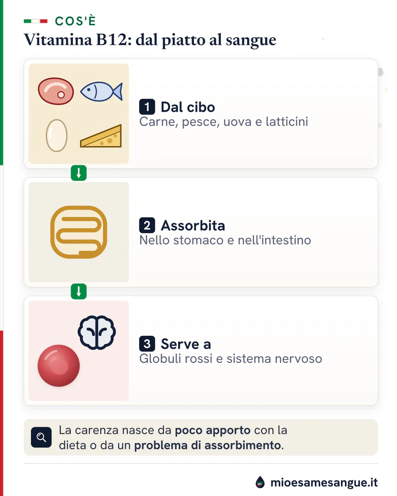Tre riquadri sulla vitamina B12: cibi di origine animale, assorbimento in stomaco e intestino, globuli rossi e nervi
